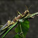 Tropidacris collaris - Südamerikanische Riesenheuschrecke