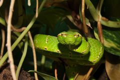 Tropidolaemus wagleri Phillipinen