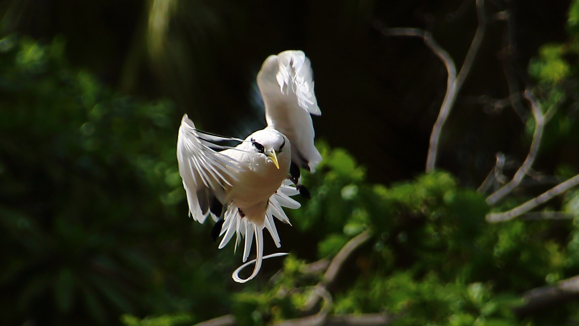 Tropikvogel