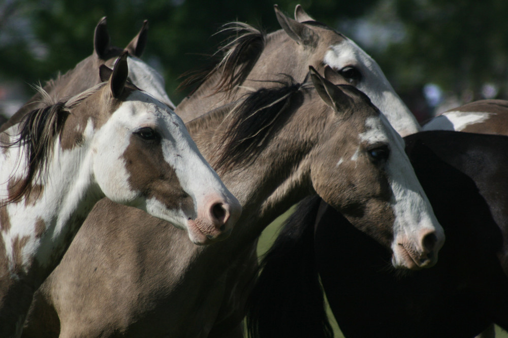 Tropilla de caballos