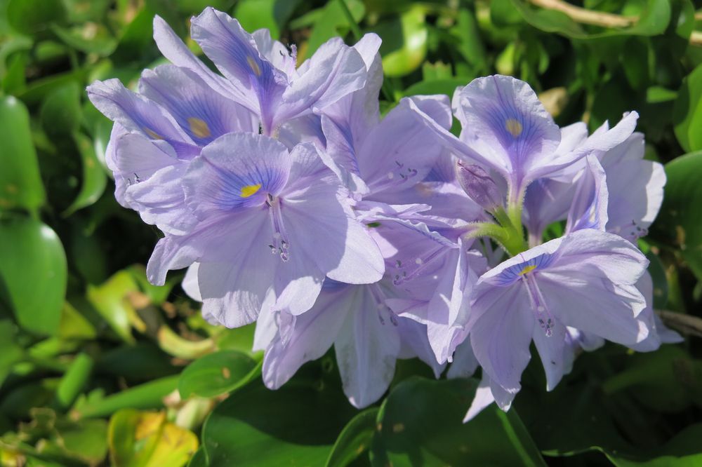 Tropische Blüte Foto & Bild africa, eastern africa, stillleben Bilder