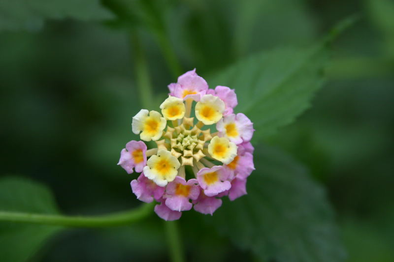 Tropische Blüte