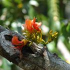 Tropische Blüte mit grünen Ameisen