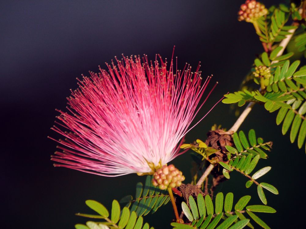 Tropische Blüte mit Knospen