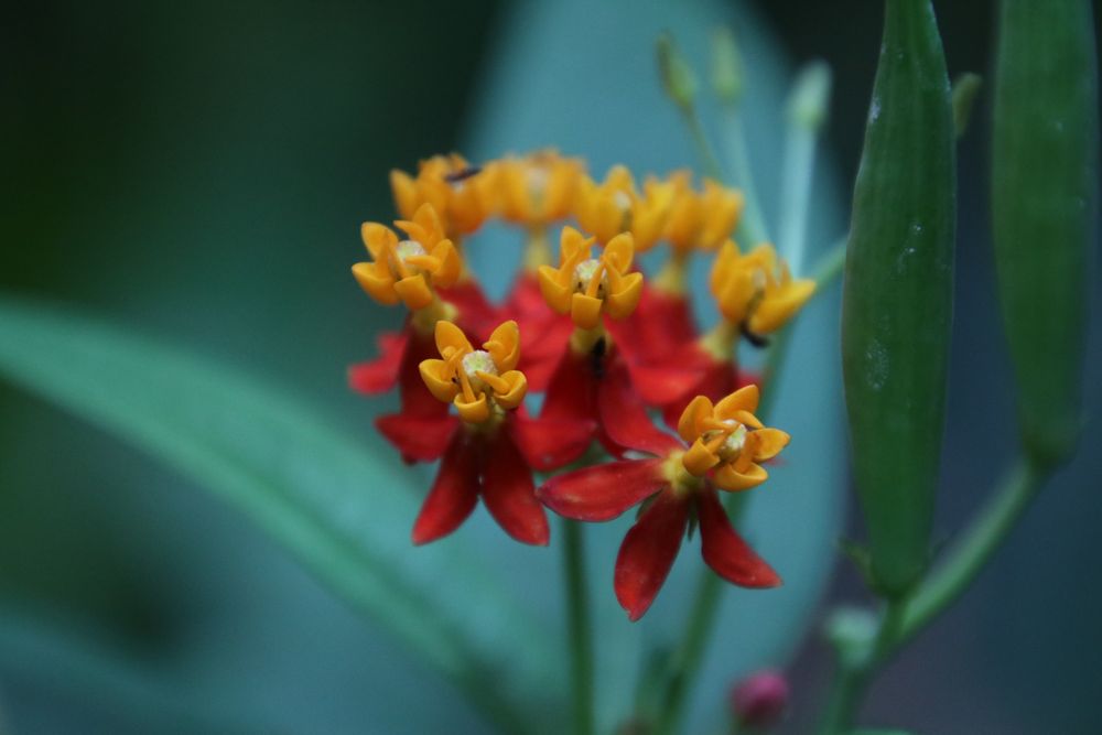 tropische Blüten der Seidenpflanze ( Asclepias ) Danke Johann!