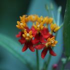 tropische Blüten der Seidenpflanze ( Asclepias ) Danke Johann!