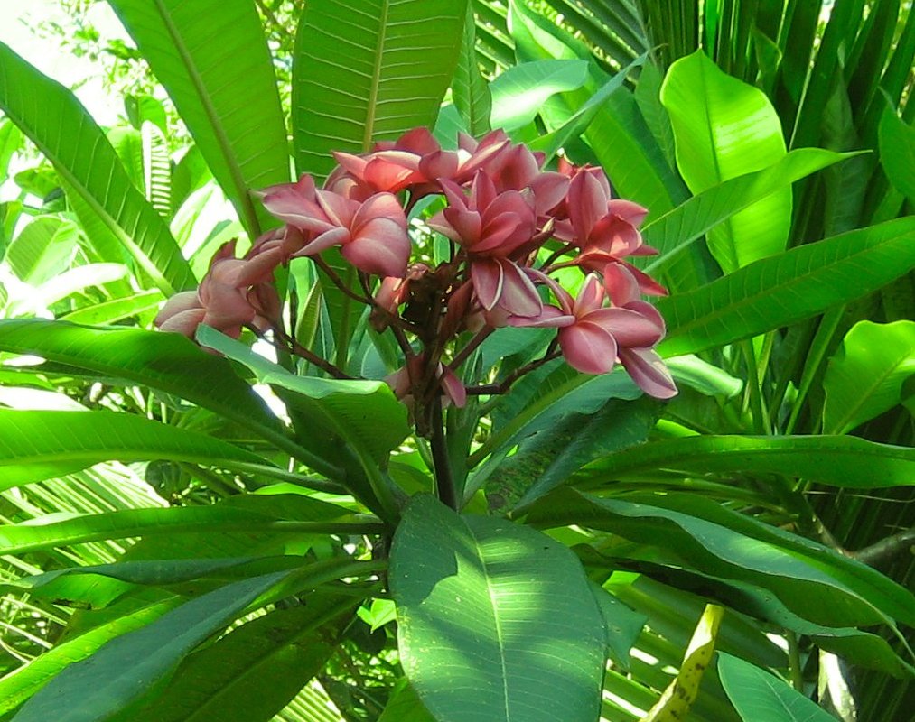 Tropische Blütenpracht