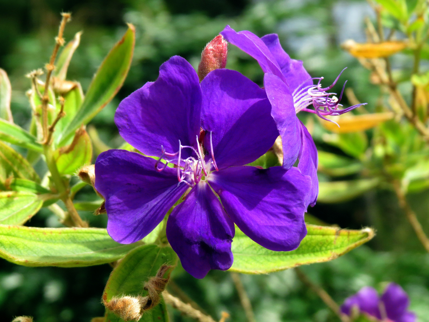 Tropische Blume, blau