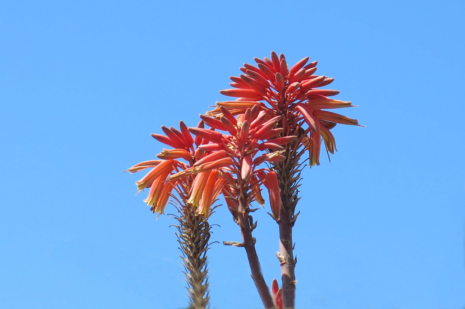 Tropische Blume Foto & Bild | stillleben, pflanzen, pilze ...