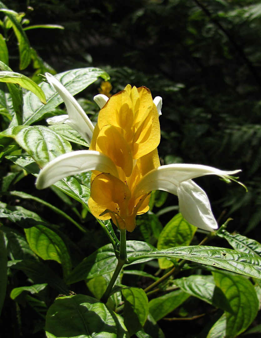 Tropische Blumen, gelb