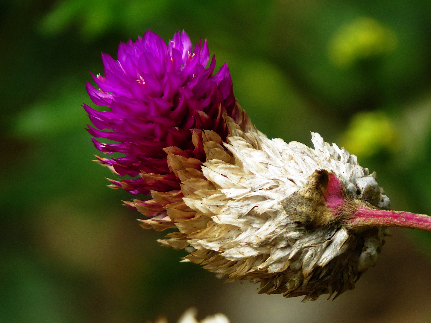 Tropische Blumen ii