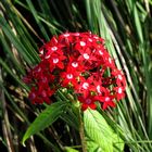 Tropische Blumen, rot