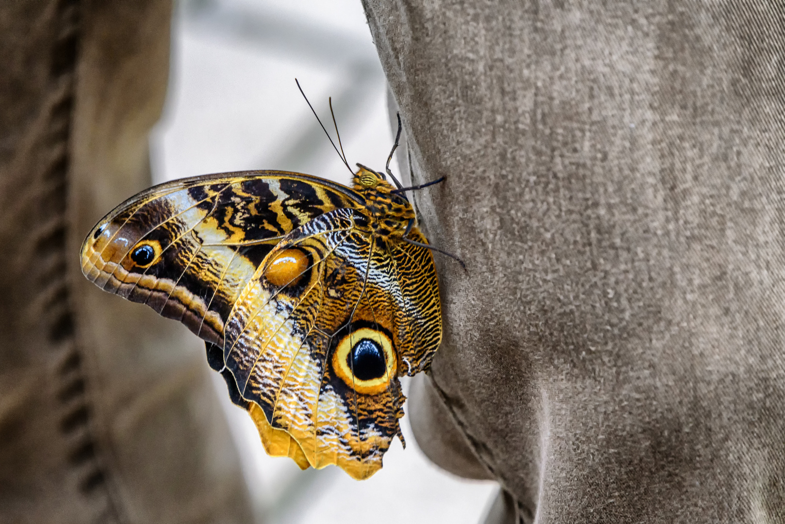 Tropische Falter im Botanischen Garten, München