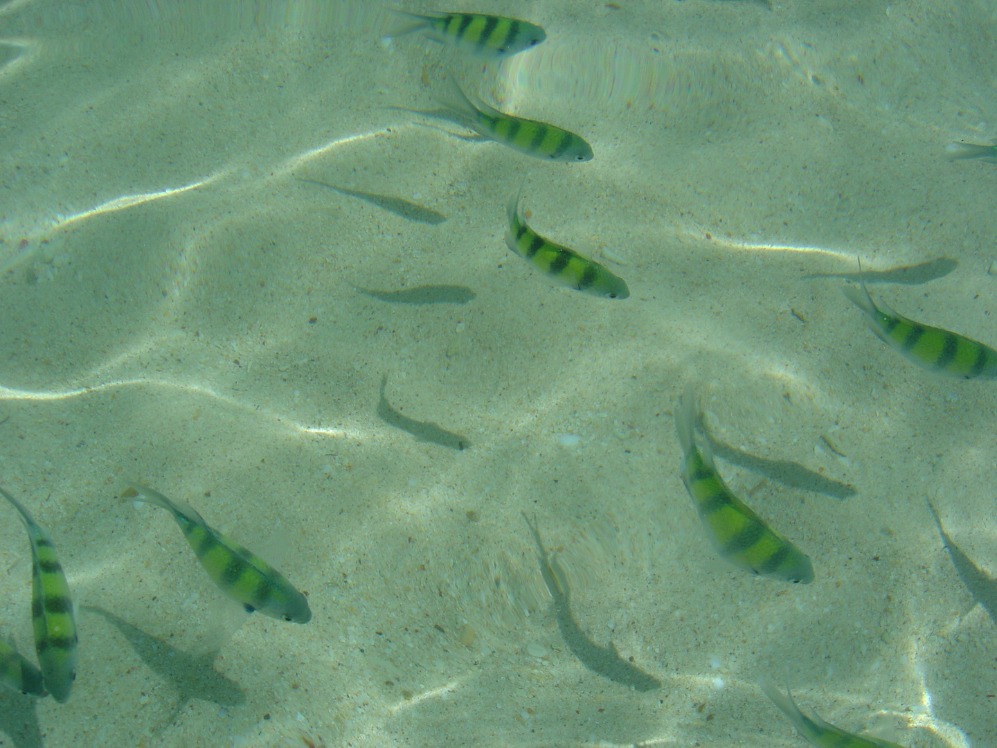 Tropische Fische