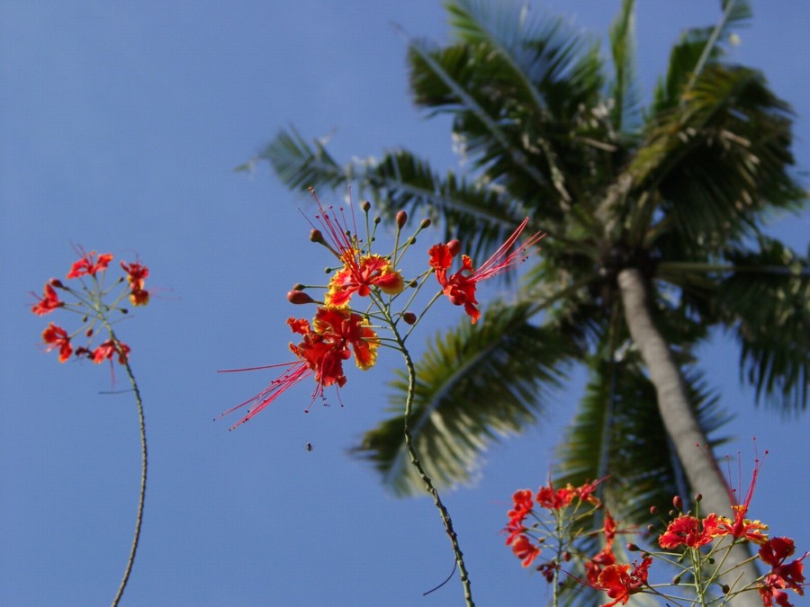 Tropische Fliege mit Blümchen vor Palme