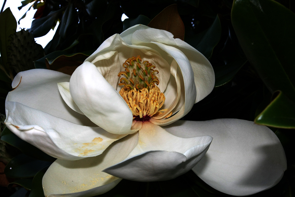 TROPISCHE IMMERBLÜHENDE MAGNOLIE