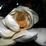 TROPISCHE IMMERBLÜHENDE MAGNOLIE