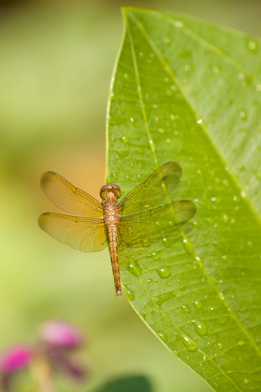 Tropische Libelle