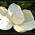 TROPISCHE MAGNOLIE