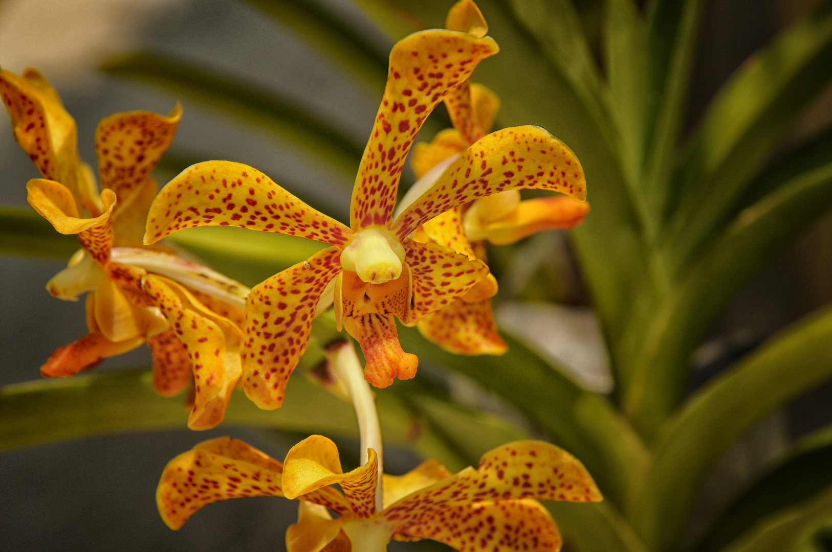 Tropische Orchidee _ Aranda Madame Panne