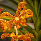Tropische Orchidee _ Aranda Madame Panne