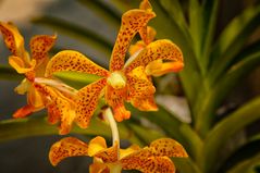 Tropische Orchidee _ Aranda Madame Panne