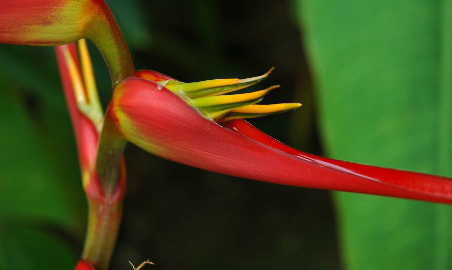 Tropische Pflanze in Malaysia