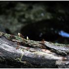 Tropische Riesen Ameisen
