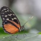 "Tropische Schmetterling" sind zur Zeit im Bot. Garten Linz zu Gast