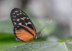 "Tropische Schmetterling" sind zur Zeit im Bot. Garten Linz zu Gast