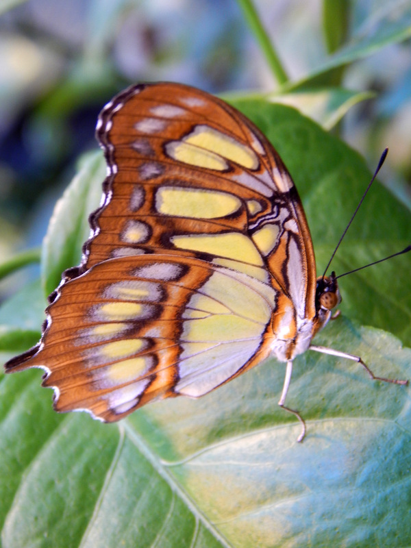 Tropische Schmetterlinge