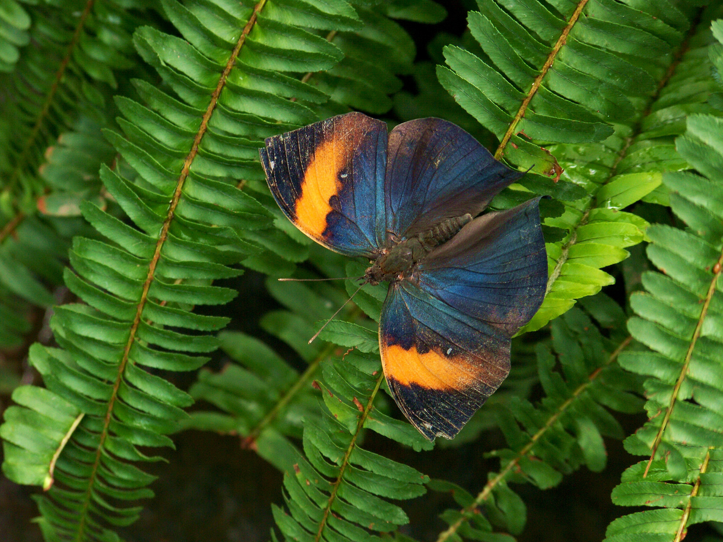 tropische Schmetterlinge 16