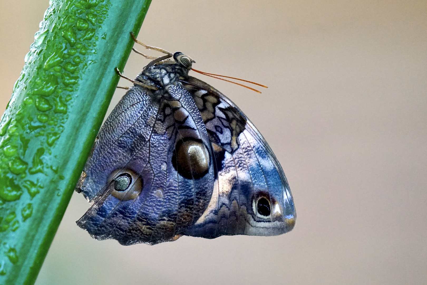 Tropische Schmetterlinge ...