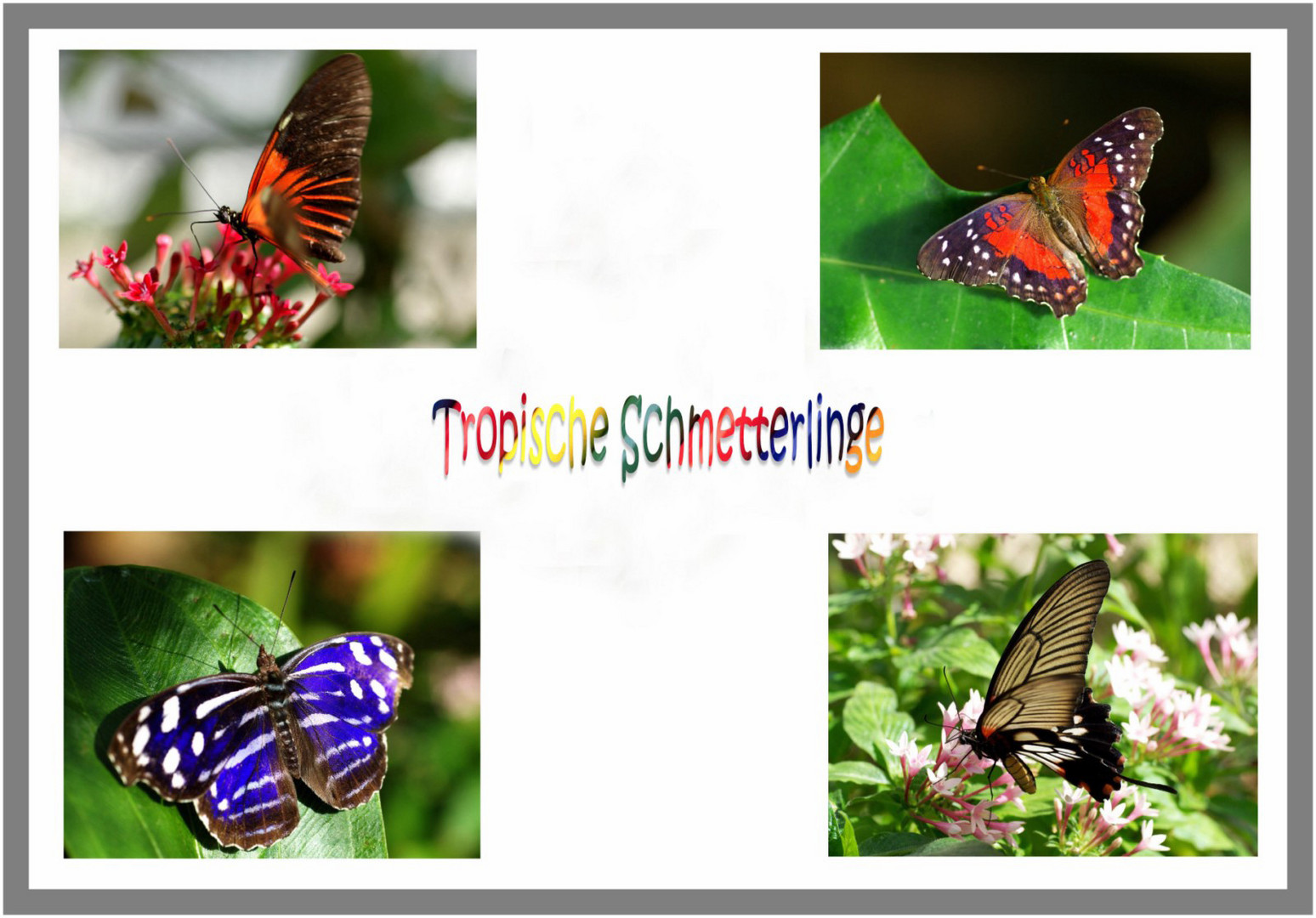 Tropische Schmetterlinge