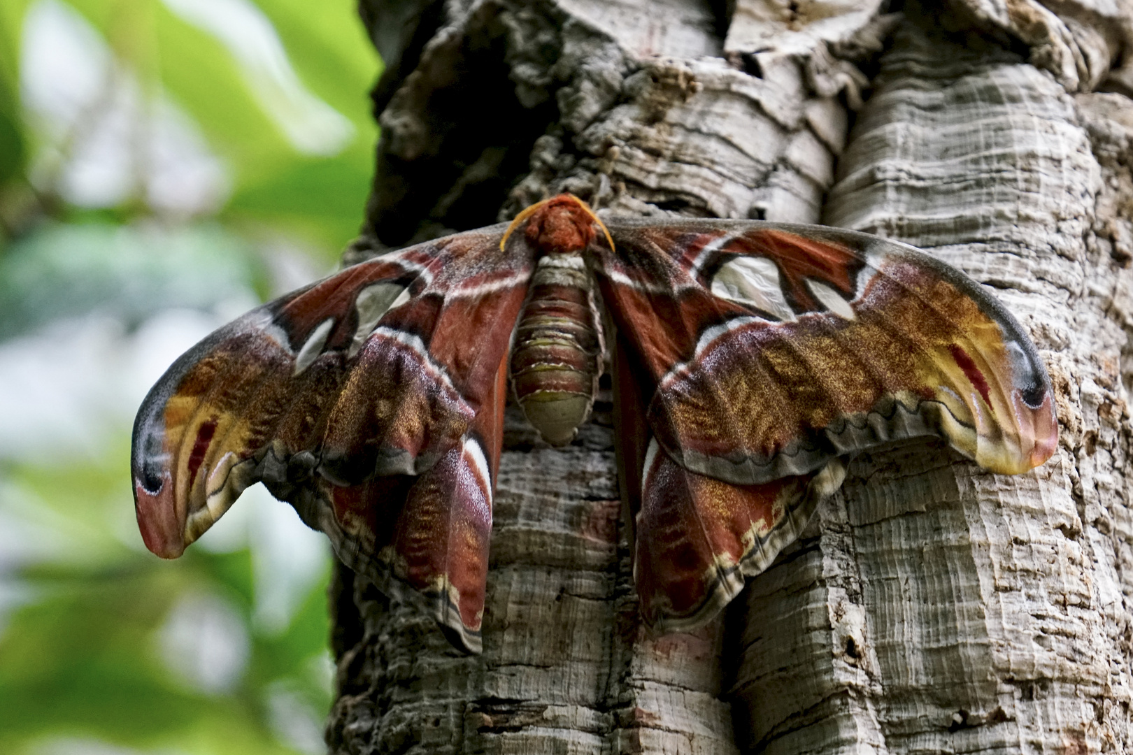 Tropische Schmetterlinge Atlasfalter