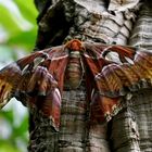 Tropische Schmetterlinge Atlasfalter