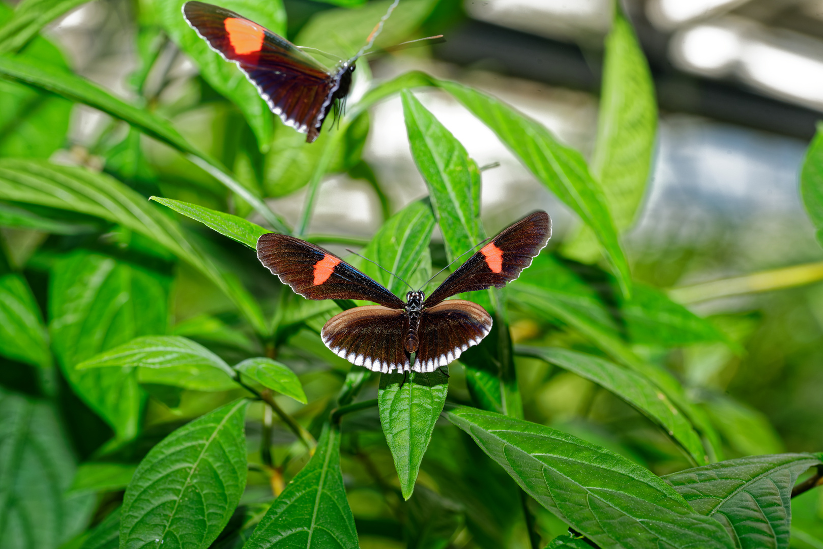 Tropische Schmetterlinge auf der Insel Mainau