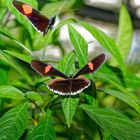Tropische Schmetterlinge auf der Insel Mainau