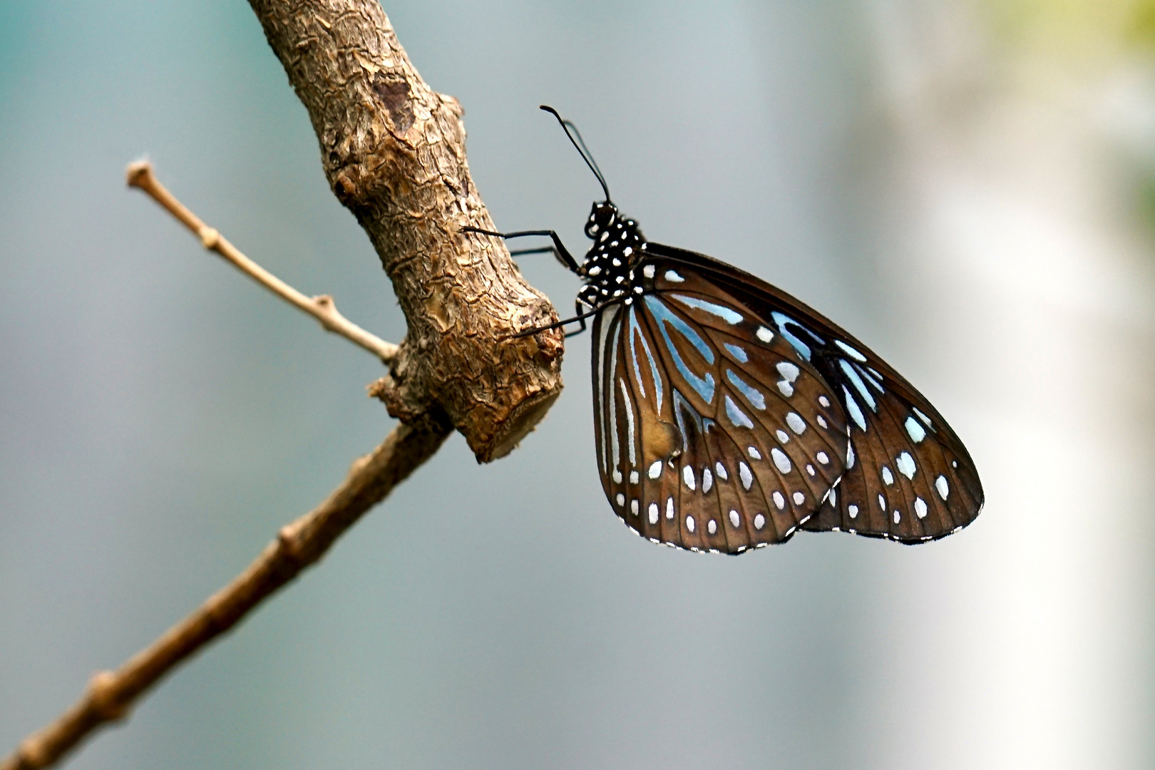 Tropische Schmetterlinge Blauer Tiger