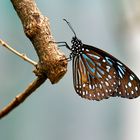 Tropische Schmetterlinge Blauer Tiger