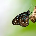 Tropische Schmetterlinge Blauer Tiger