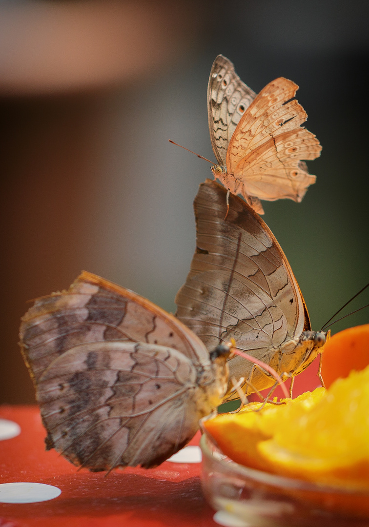 Tropische Schmetterlinge. Botanischer Garten Augsburg