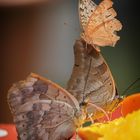 Tropische Schmetterlinge. Botanischer Garten Augsburg