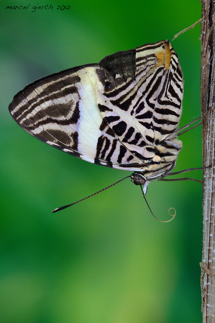 Tropische Schmetterlinge botanischer Garten München Foto ...