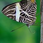 Tropische Schmetterlinge botanischer Garten München