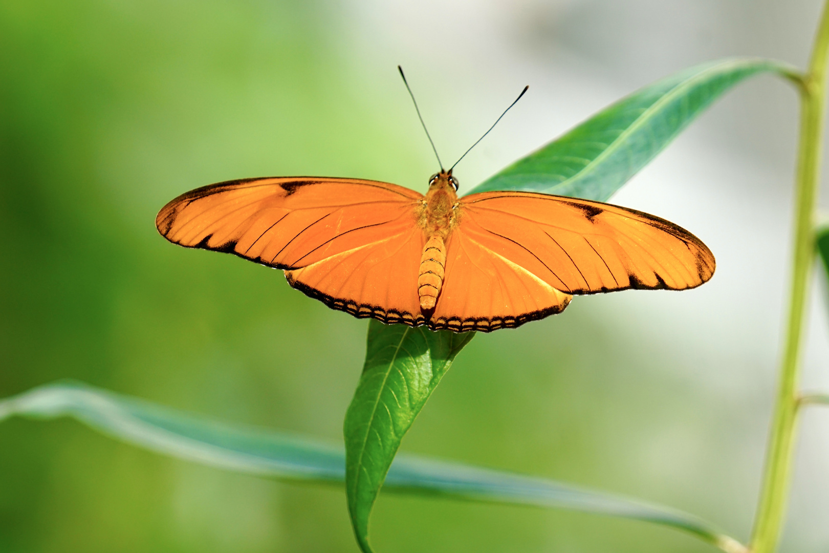 Tropische Schmetterlinge - Dryas iulia