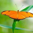 Tropische Schmetterlinge - Dryas iulia