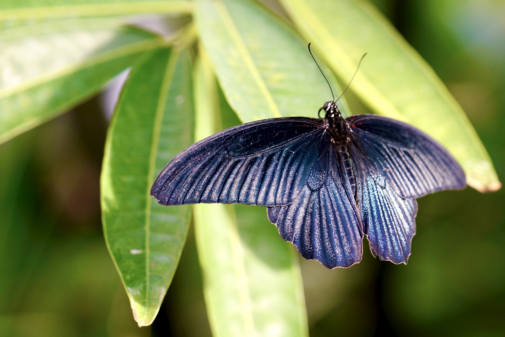 Tropische Schmetterlinge