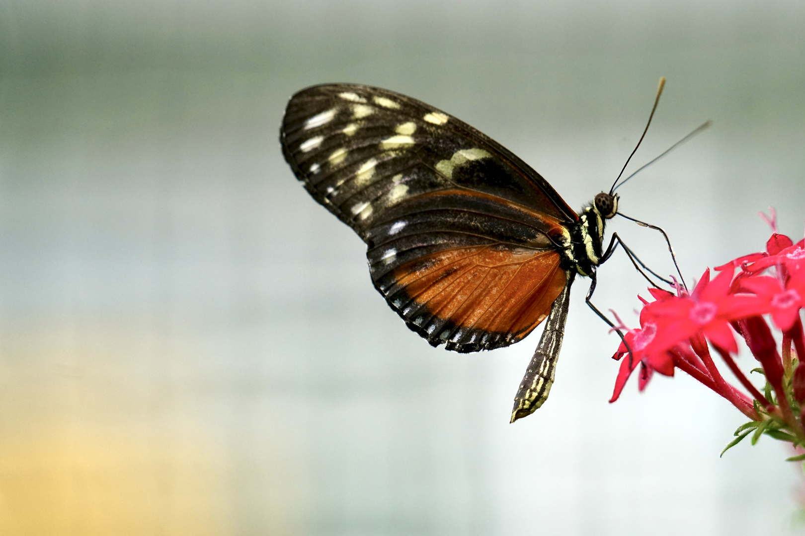 Tropische Schmetterlinge Heliconius hecale