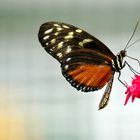 Tropische Schmetterlinge Heliconius hecale